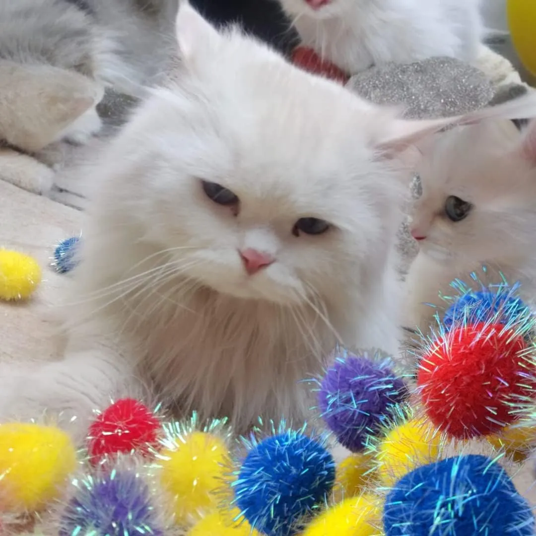 20 Pieces Sparkle Pom Pom Balls for Cat - Interactive Glitter Balls, Multicolor, Size of 1.6 inches, Best as Kitten Play Toys