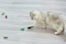 Cat Toys Teaser InteractiveMini Electronic Robot Beetle Funny cat Toy, Cat Bug Educational Toy for Indoor Cats Kitten Play Chase Exercise2pcs (Beetle Mouse)