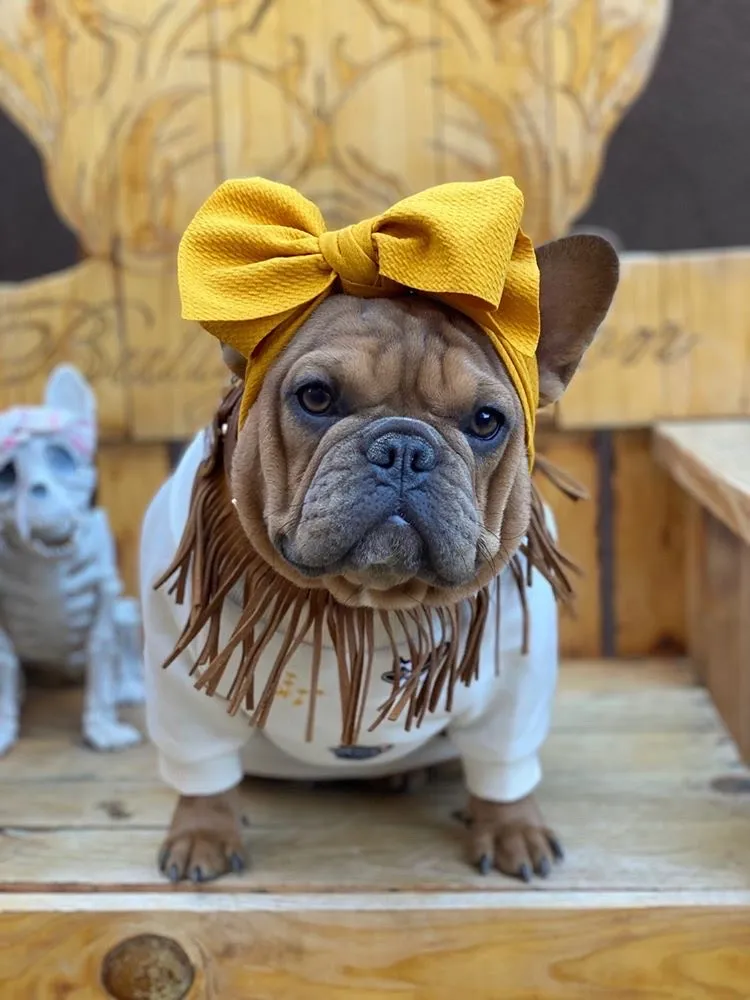 Frenchiestore Pet Head Bow | Mustard