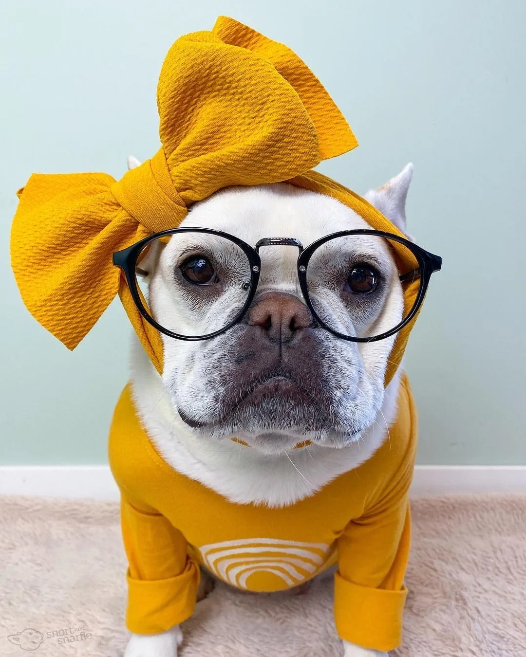 Frenchiestore Pet Head Bow | Mustard