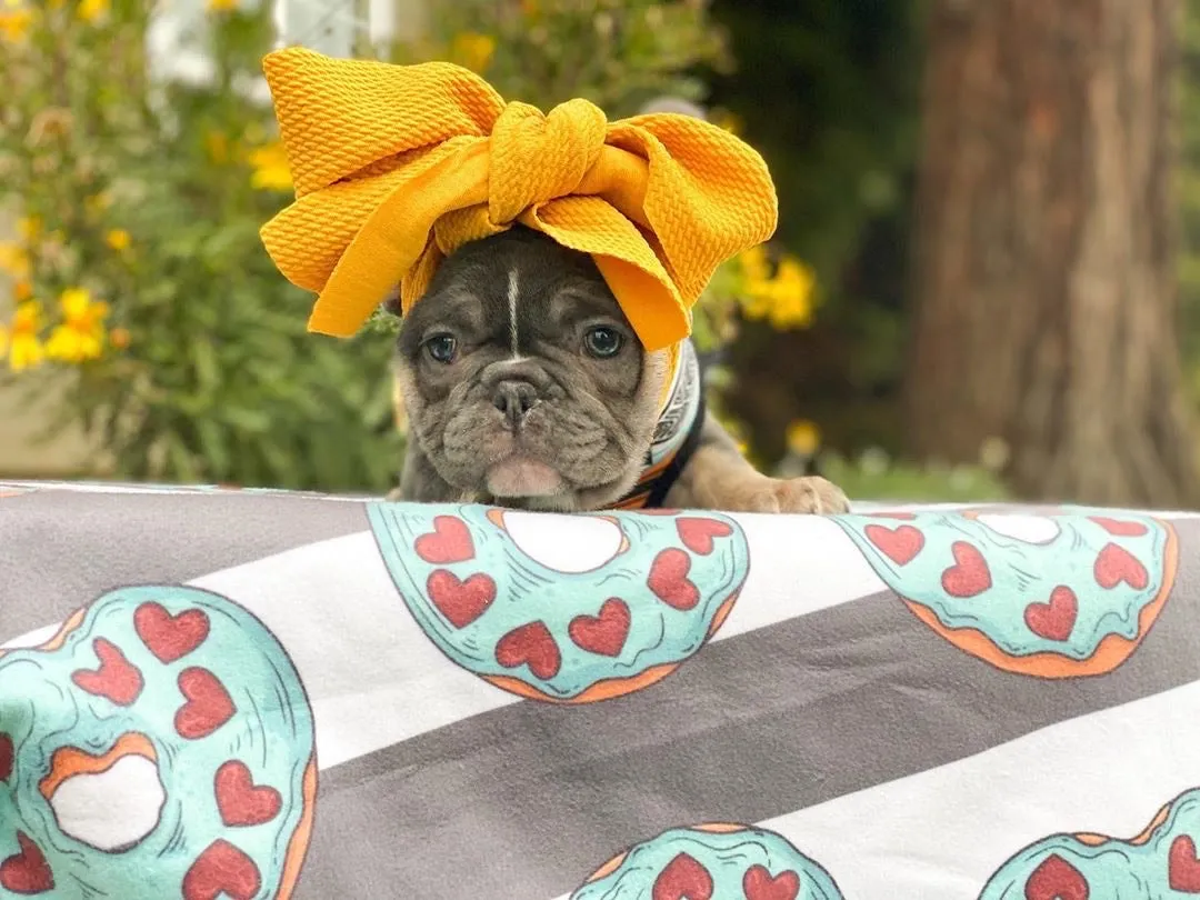 Frenchiestore Pet Head Bow | Mustard