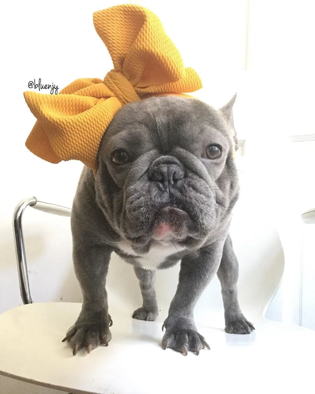 Frenchiestore Pet Head Bow | Mustard