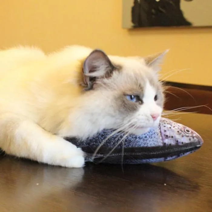 Nothing Fishy About This Cat Toy