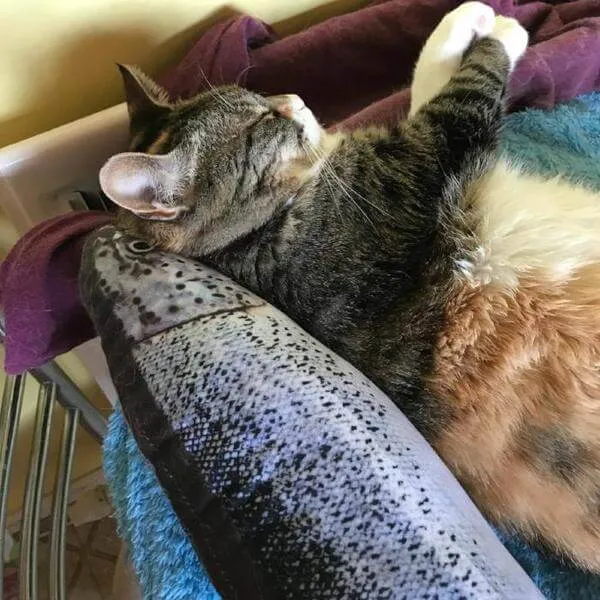 Nothing Fishy About This Cat Toy