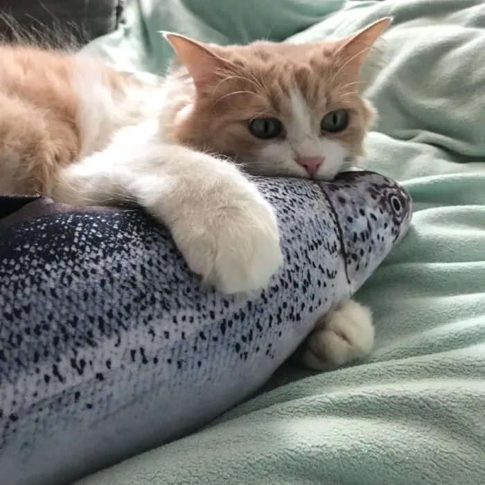 Nothing Fishy About This Cat Toy